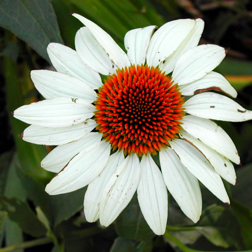 Echinacea purpurea White Swan